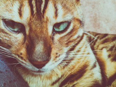 iri gözlü güzel Bengalli kedi