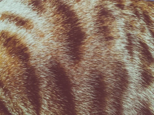 孟加拉猫的头发 — 图库照片