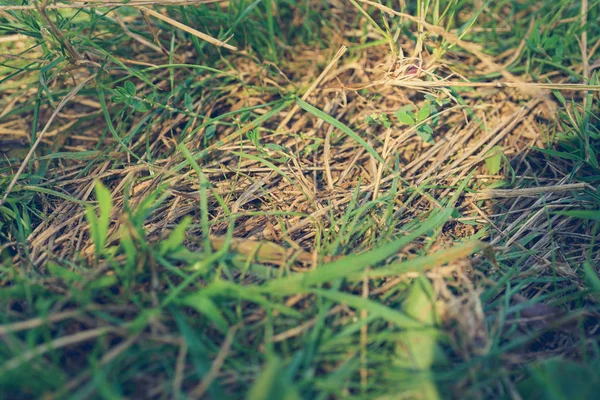 写真の白髪交じりの乾いた草 — ストック写真