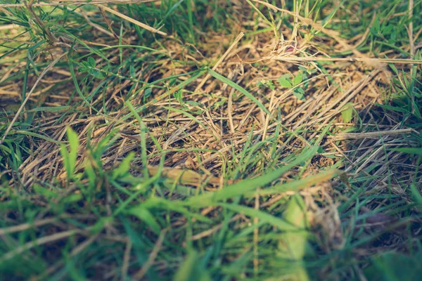 Dry Grizzled Grass Photo — Stock Photo, Image