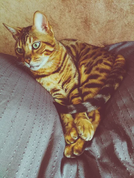 Vackra Bengalisk Katt Med Stora Ögon — Stockfoto