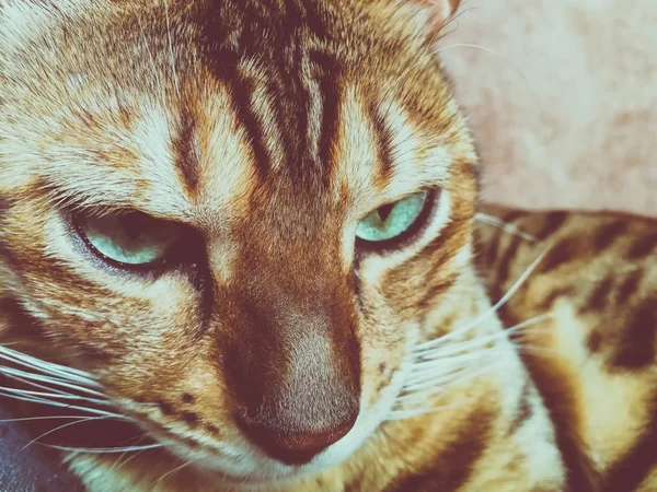Krásná Bengálská Kočka Velkýma Očima — Stock fotografie