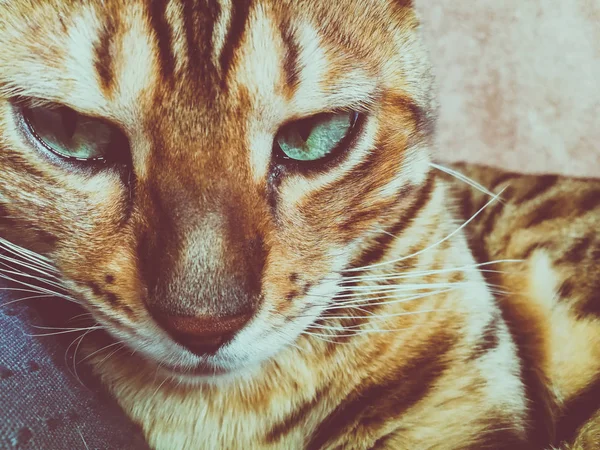 Hermoso Gato Bengalí Con Grandes Ojos —  Fotos de Stock