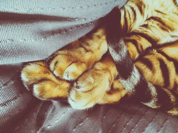 Лапи Бенгальська Кішка — стокове фото