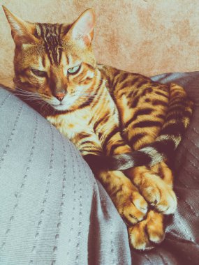 iri gözlü güzel Bengalli kedi