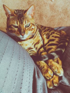 iri gözlü güzel Bengalli kedi