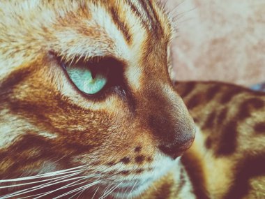 iri gözlü güzel Bengalli kedi