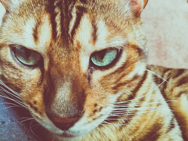 Schöne Bengalikatze Mit Großen Augen — Stockfoto