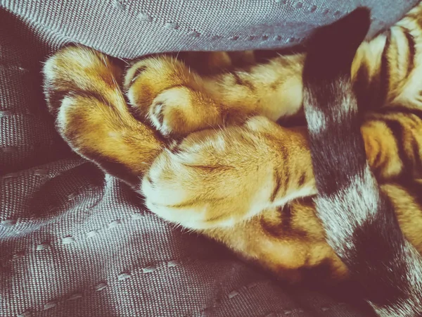 ベンガル猫の足 — ストック写真