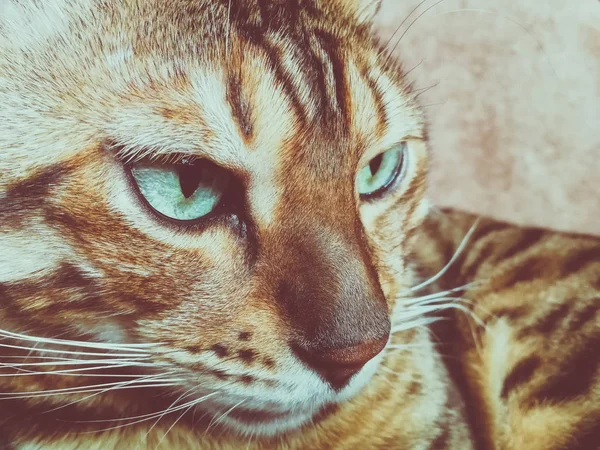 Iri Gözlü Güzel Bengalli Kedi — Stok fotoğraf