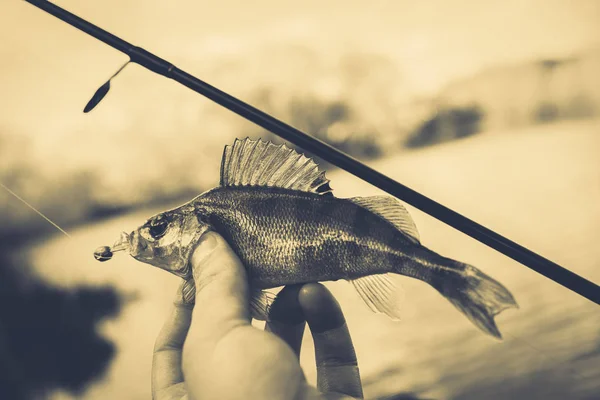 Pêche Pêcheur Poisson — Photo