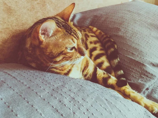 Hermoso Gato Bengalí Con Grandes Ojos — Foto de Stock