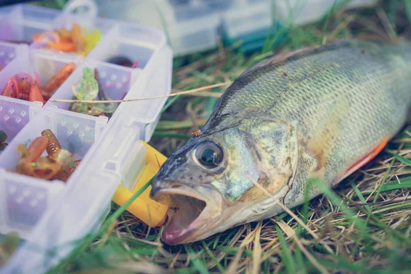 Concetto Pesca Affrontare Canna Pesca Pesce Sull Erba — Foto Stock