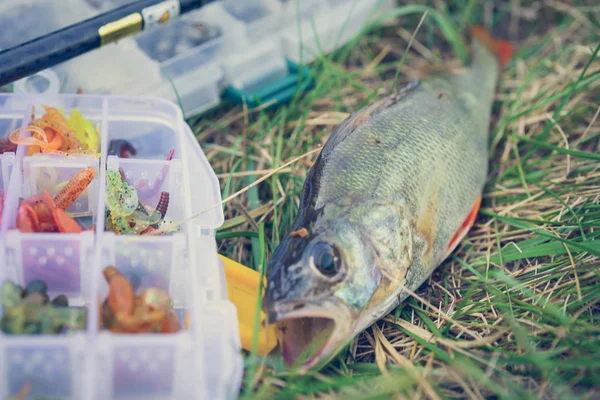 Concetto Pesca Affrontare Canna Pesca Pesce Sull Erba — Foto Stock