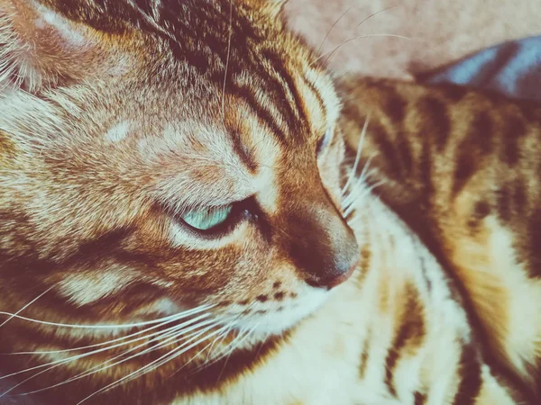 Μεγάλη Γάτα Βεγγάλης Ελαφριά Πράσινα Μάτια — Φωτογραφία Αρχείου