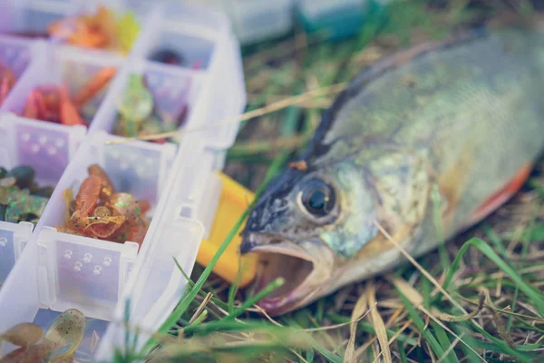 Concetto Pesca Affrontare Canna Pesca Pesce Sull Erba — Foto Stock