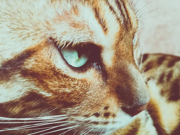 Belo Gato Bengali Com Olhos Grandes — Fotografia de Stock