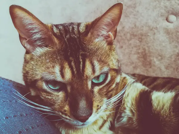 Hermoso Gato Bengalí Con Grandes Ojos —  Fotos de Stock