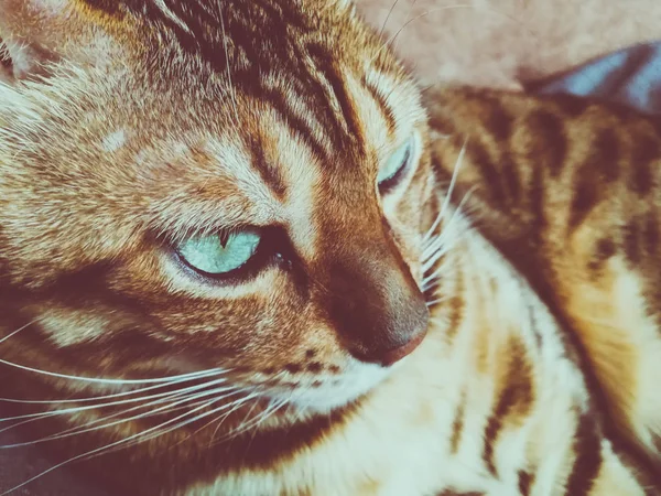 big Bengal cat with light green eyes