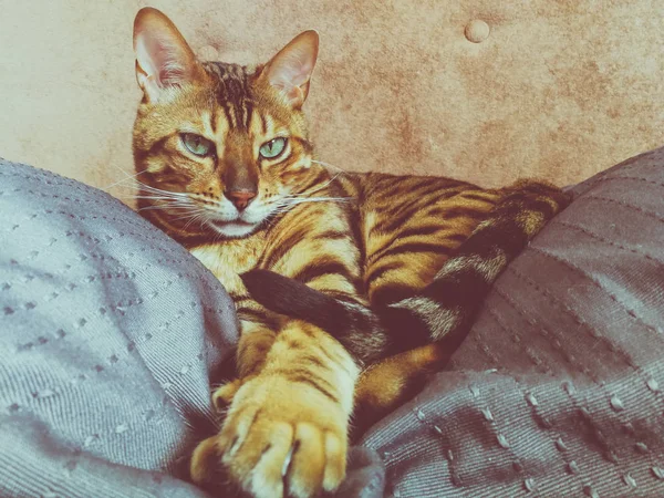 Hermoso Gato Bengalí Con Grandes Ojos —  Fotos de Stock