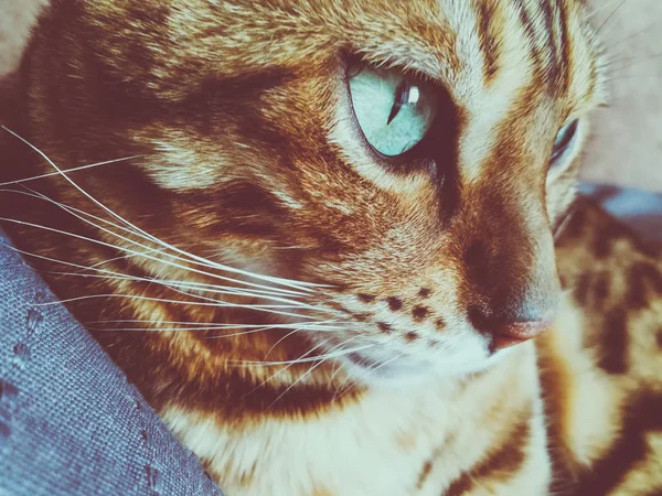 Красивая Бенгальская Кошка Большими Глазами — стоковое фото