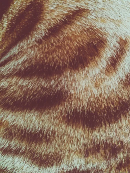 Hair Bengal Cat — Stock Photo, Image