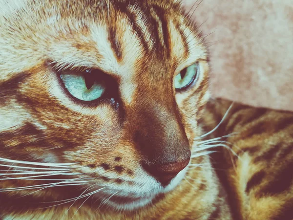 Belo Gato Bengali Com Olhos Grandes — Fotografia de Stock