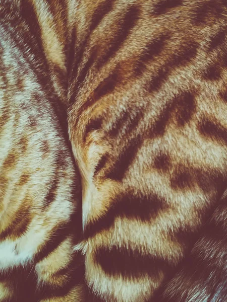 Πατούσες Του Μια Γάτα Της Βεγγάλης — Φωτογραφία Αρχείου