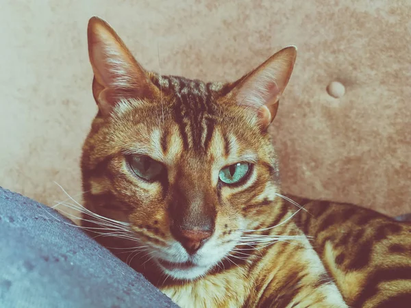 Big Bengal Cat Light Green Eyes — стоковое фото