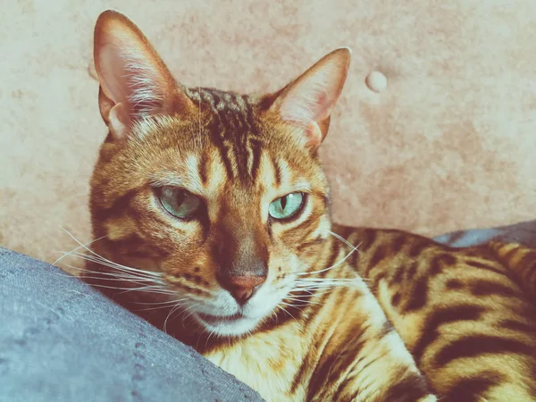 Hermoso Gato Bengalí Con Grandes Ojos — Foto de Stock