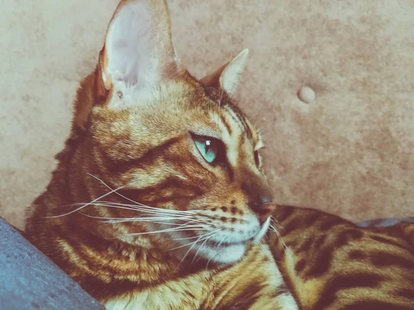 Große Bengalkatze Mit Hellgrünen Augen — Stockfoto