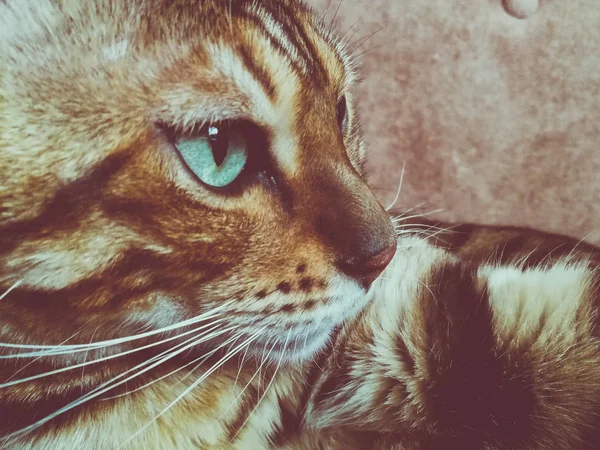 Piękny Kot Bengalski Wielkie Oczy — Zdjęcie stockowe