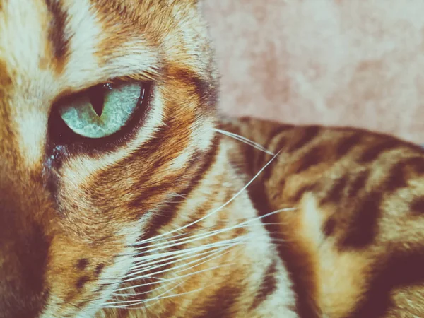 Beautiful Bengali Cat Big Eyes — Stock Photo, Image