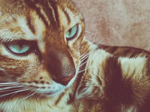 Hermoso Gato Bengalí Con Grandes Ojos — Foto de Stock