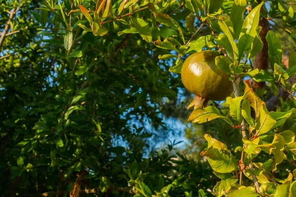 Zelené Granátového Jablka Stromě — Stock fotografie