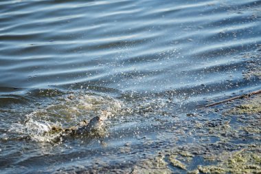 Gölde balık avlamak. Balıkçılık eğlencesi