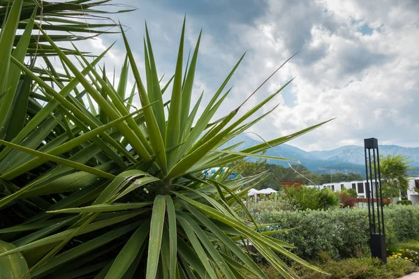 Beautiful Seaside Resort Landscaping — Stock Photo, Image