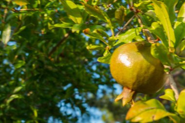 Yeşil nar ağacı üzerinde