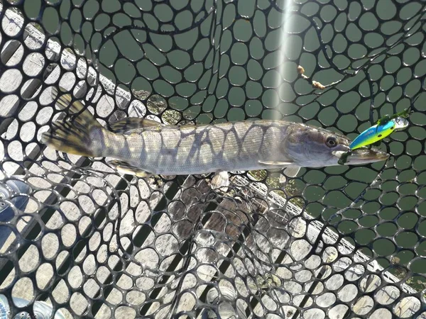 Pesca Del Luccio Sul Lago Attività Ricreative Pesca — Foto Stock