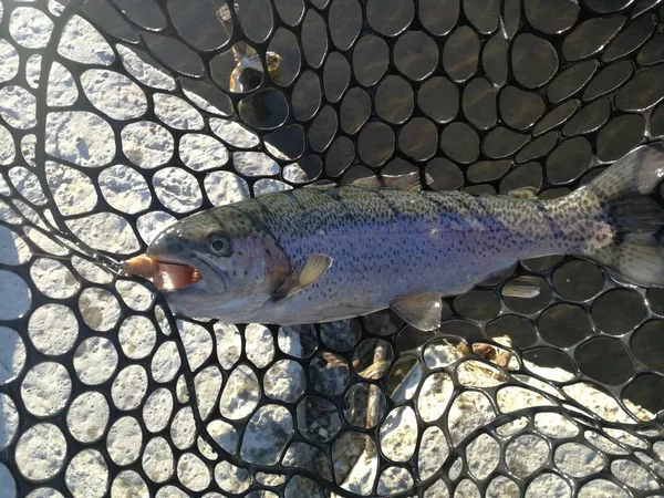 Pesca Trutas Lago Recreação Pesca — Fotografia de Stock