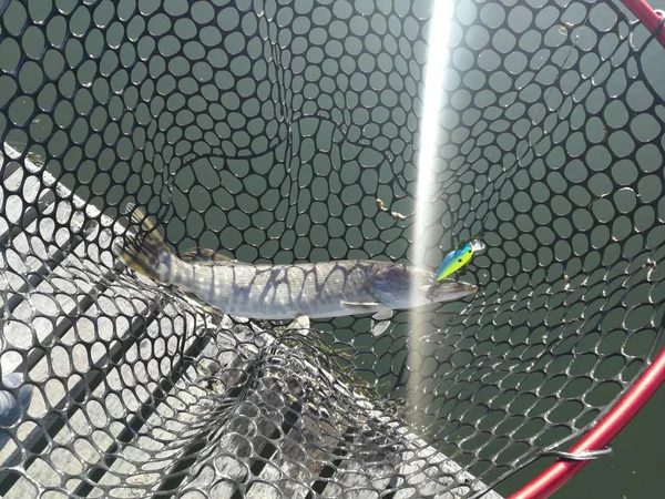 Pesca Lúcio Lago Recreação Pesca — Fotografia de Stock