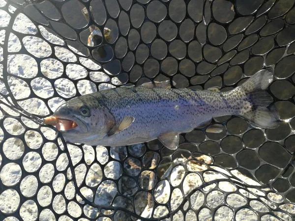 Pesca Truchas Lago Recreo Pesca — Foto de Stock