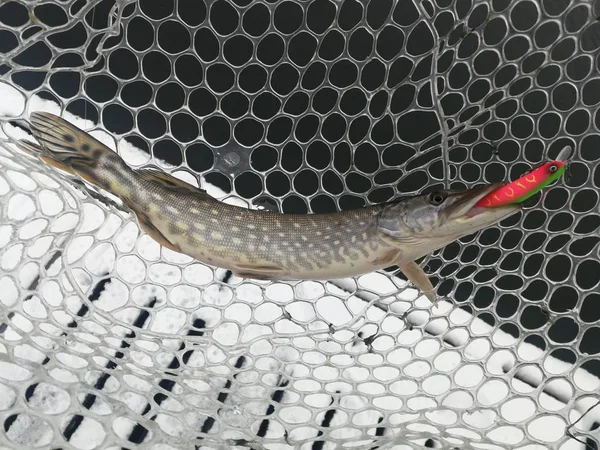 Pêche Brochet Sur Lac Loisirs Pêche — Photo