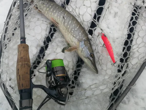 Pike fishing on the lake. Fishing recreation