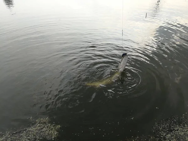 Pesca Del Luccio Sul Lago Attività Ricreative Pesca — Foto Stock