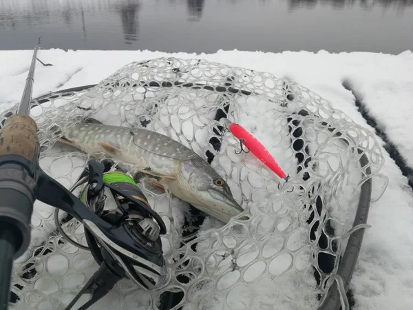 Pesca Del Luccio Sul Lago Attività Ricreative Pesca — Foto Stock