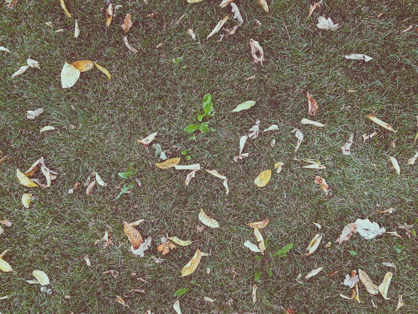 緑の草の上の乾燥した葉 — ストック写真