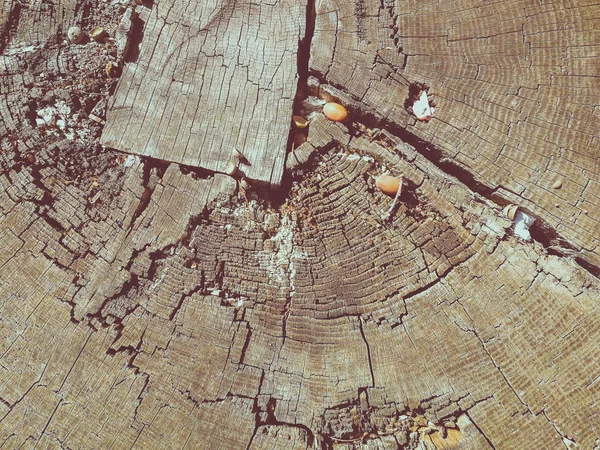 felled tree top view