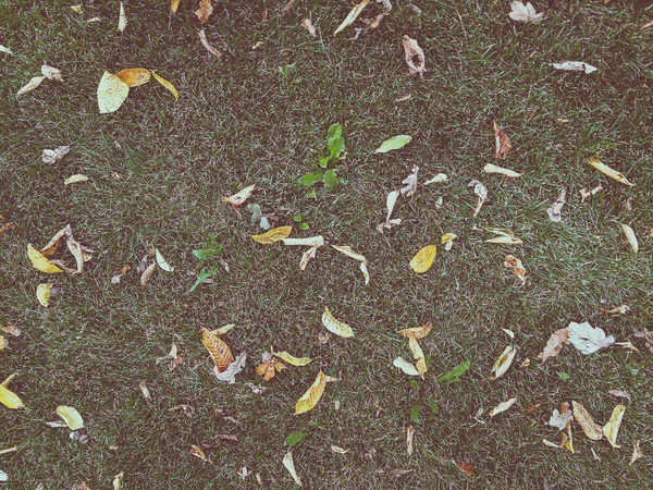 Kuru Yapraklar Yeşil Çimlerde — Stok fotoğraf