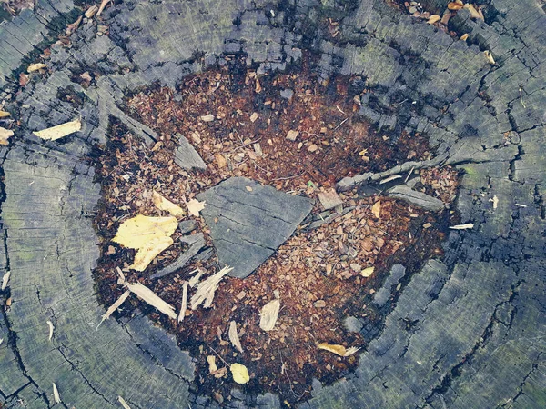 Verfallener Baumstumpf Von Oben — Stockfoto